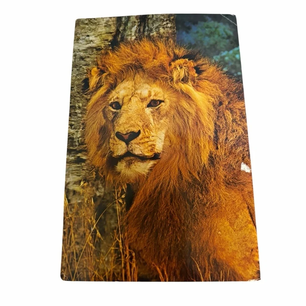 Vintage Lion Postcard Wildlife Safari Big Cat Nature Photo Collectible